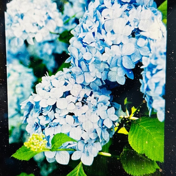 beth_boz